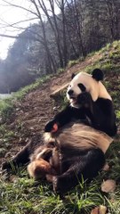 The daily life of pandas 🐼(42)    #Panda #Lovely