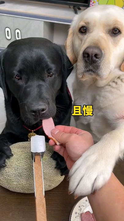 Dog: I don't want to play with you anymore #The dog's thoughts are written on his face #The dog has become a spirit #Cute pet debut plan #I'm not a human but you are a real dog #When you have a greedy puppy