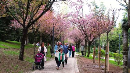 Türk-Japon dostluğunun simgesi Ankara'yı süsledi