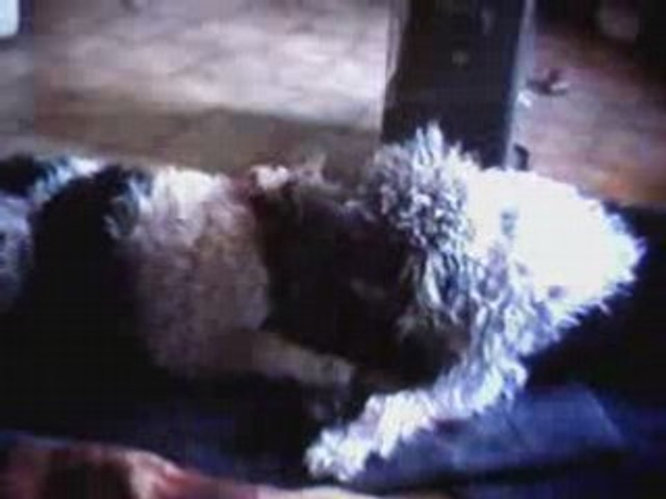 Bebel lave oreilles à Moogly musique Bernadette Soubirous