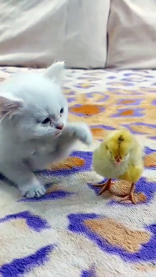 ⁣Cat funny videos cat dog cat lover