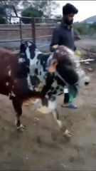 Energetic Cholistani Bull Available for Sale in Islamabad