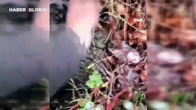 Hayvanlarını otlatan çoban, gördüğü yeni doğan tavşan yavrularını korumaya aldı