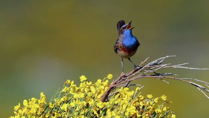 Hispania: Tierra de Conejos 🎬 - Tráiler Oficial