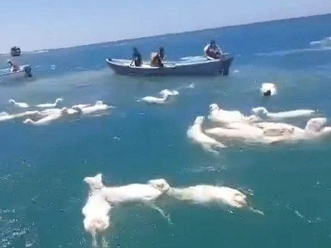 Schiff mit 2.000 Schafen gekentert: Fischer eilen zur Rettung