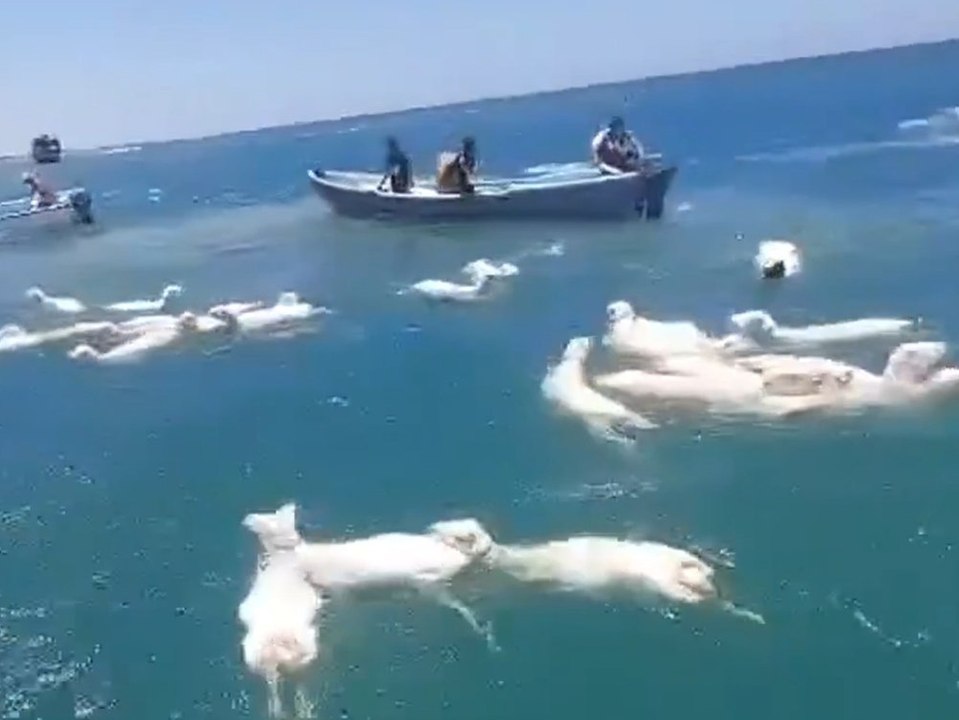 Schiff mit 2.000 schafen gekentert: fischer eilen zur rettung