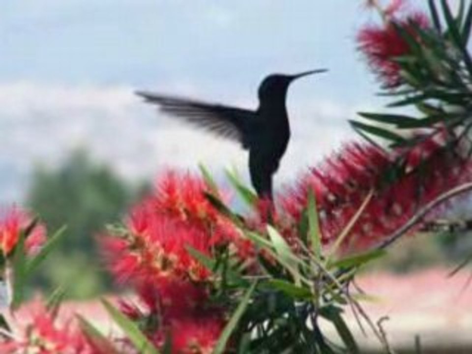 Birds Pictures, Birds Singing, Bird Sounds