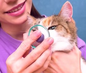 Paws & Crafts! DIYs for You and Your Pet!