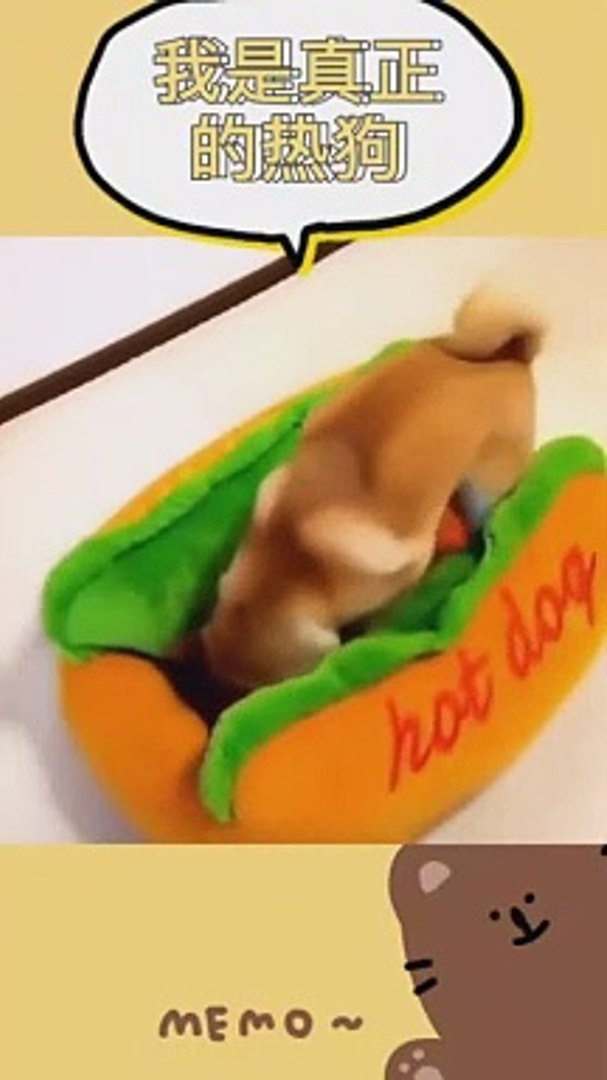 funny pets 7