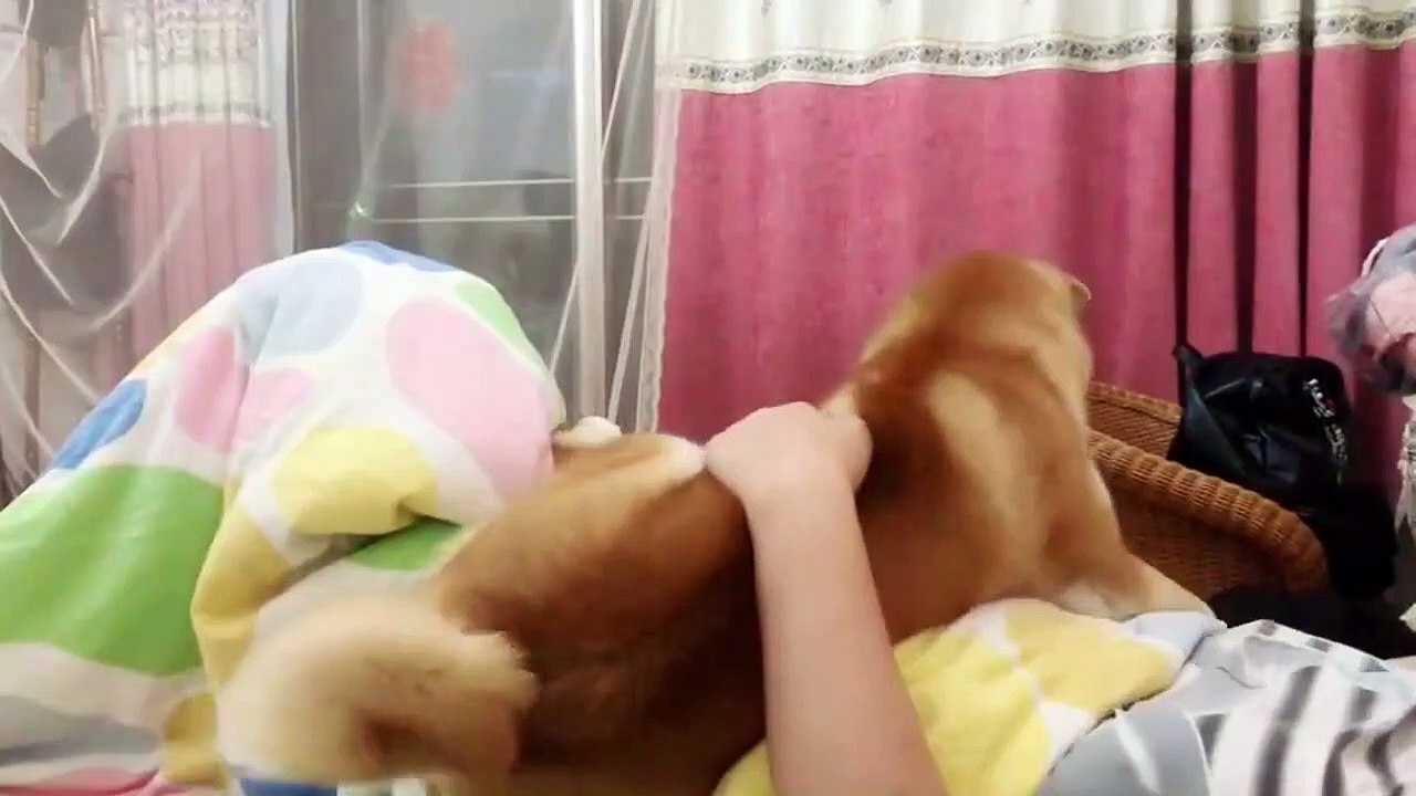 funny pets5