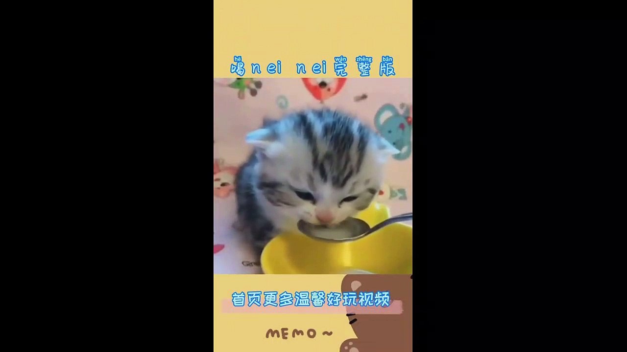 funny pets4