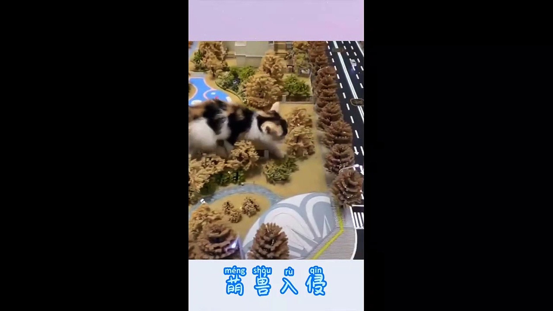 funny pets
