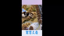 funny pets