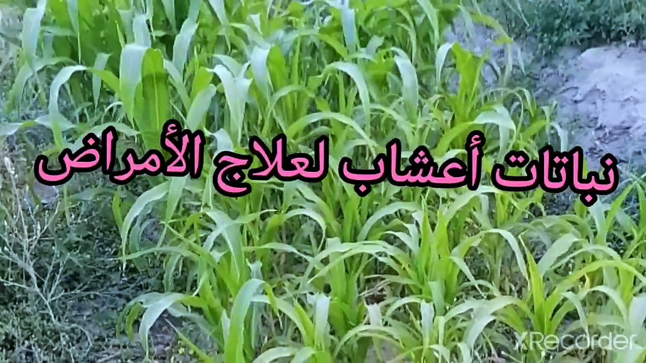 أعشاب ونباتات لعلاج الأمراض وصفة طبية من من طبب ودكتور
