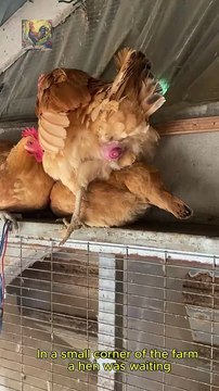 Very healthy organic chicken eggs are produced from beautiful chickens #chickenfarming