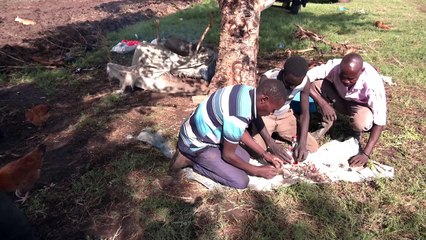 الطيور المهاجرة قوت الجائعين في أوغندا