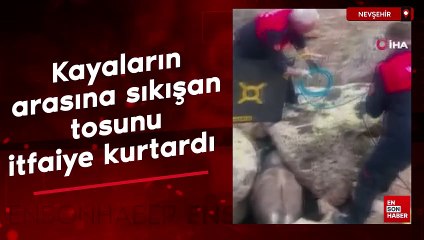 Nevşehir'de kayaların arasına sıkışan tosunu itfaiye kurtardı