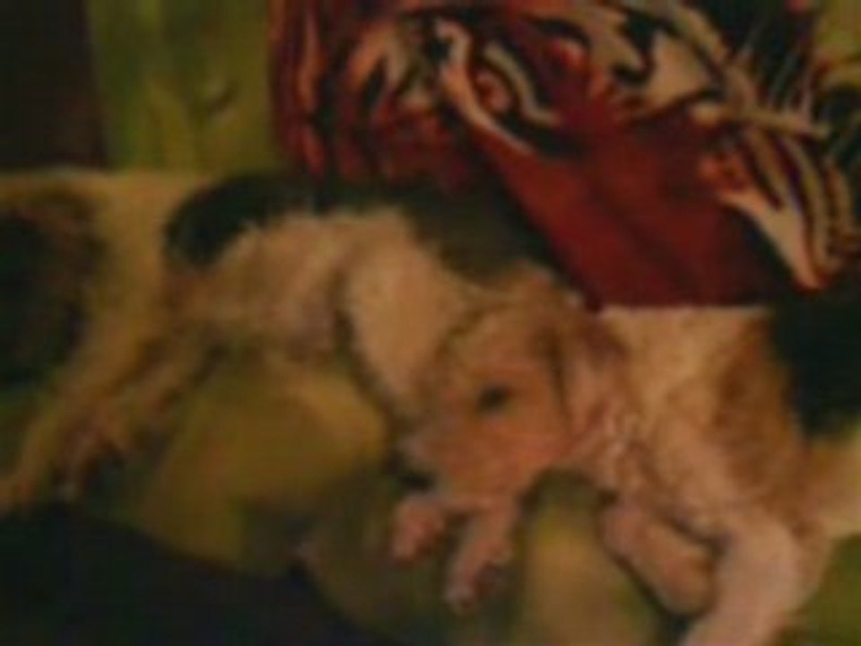 Bebel & Moogly le grand sommeil Etienne DAHO