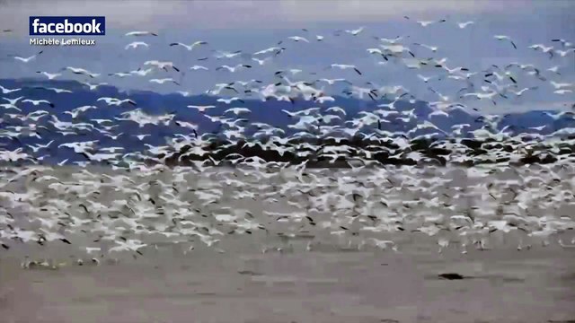 Des milliers d'oies blanches donnent un spectacle le Kamouraska