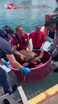 Gioia, la tartaruga salvata nel porto di... Gioia Tauro