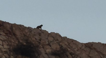 खोरी गांव में तीन पैंथरों की दस्तक,दो दिन पहले एक की मौत