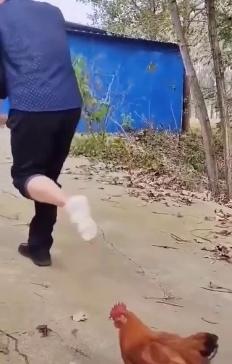 Hen makes fun of the farmer FUNNY