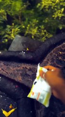 Lord Shiva Free Video | Mahakal Status & Bhakti Clips  Traditional [देवता/ Hindu ] Aarti | Bhajan