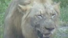 Lion Kill in front of live camera
