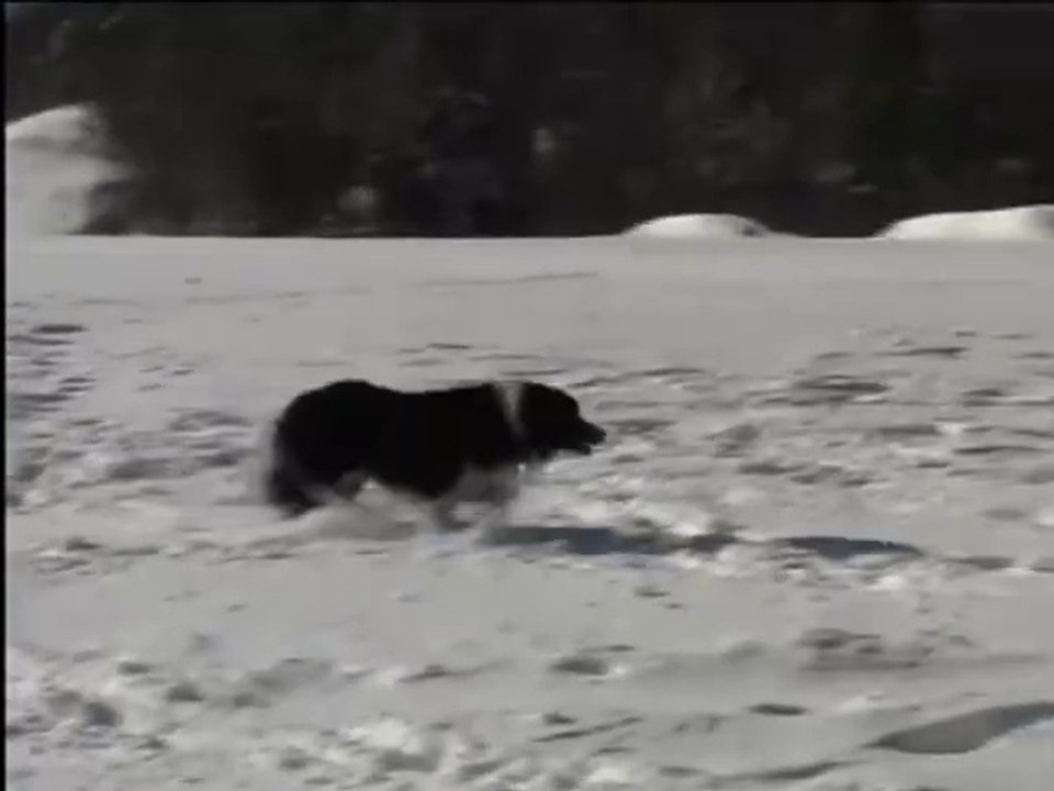 Sesame Street - Jed the Dog goes Cows in Farm Snow Winter Run Shed Scene (2001) (HQ version)