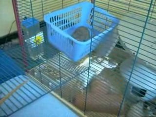 les filles en sortie sur le lit