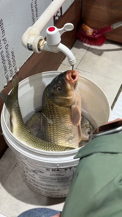 fish is thirsty