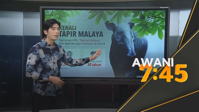 Kenali Tapir Malaya