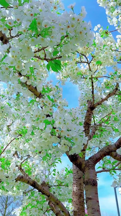 Cherry blossom tree in its full glory   #naturevibes #cherryblossom #springbeauty #serenity