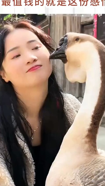 A happy domestic goose is loved by its owner