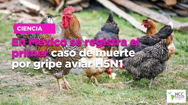 En México se registra el primer caso de muerte por gripe aviar H5N1