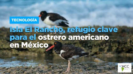 Isla El Rancho, refugio clave para el ostrero americano en México