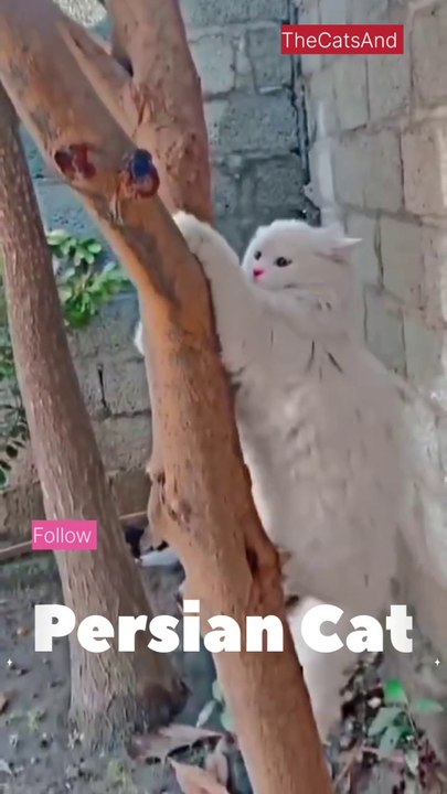 Blue Eyed Persian Cat | White Persian Cat | #cat #white #foryou