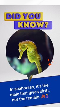 🌟 3 Mind-Blowing Animal and Nature Facts You Won't Believe! 🐴🦥