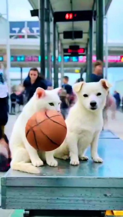 🏀 Cat & Dog's Bus Stop Adventure! 🐾