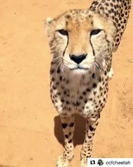 This Cheetah meows like a cat. Listen !!