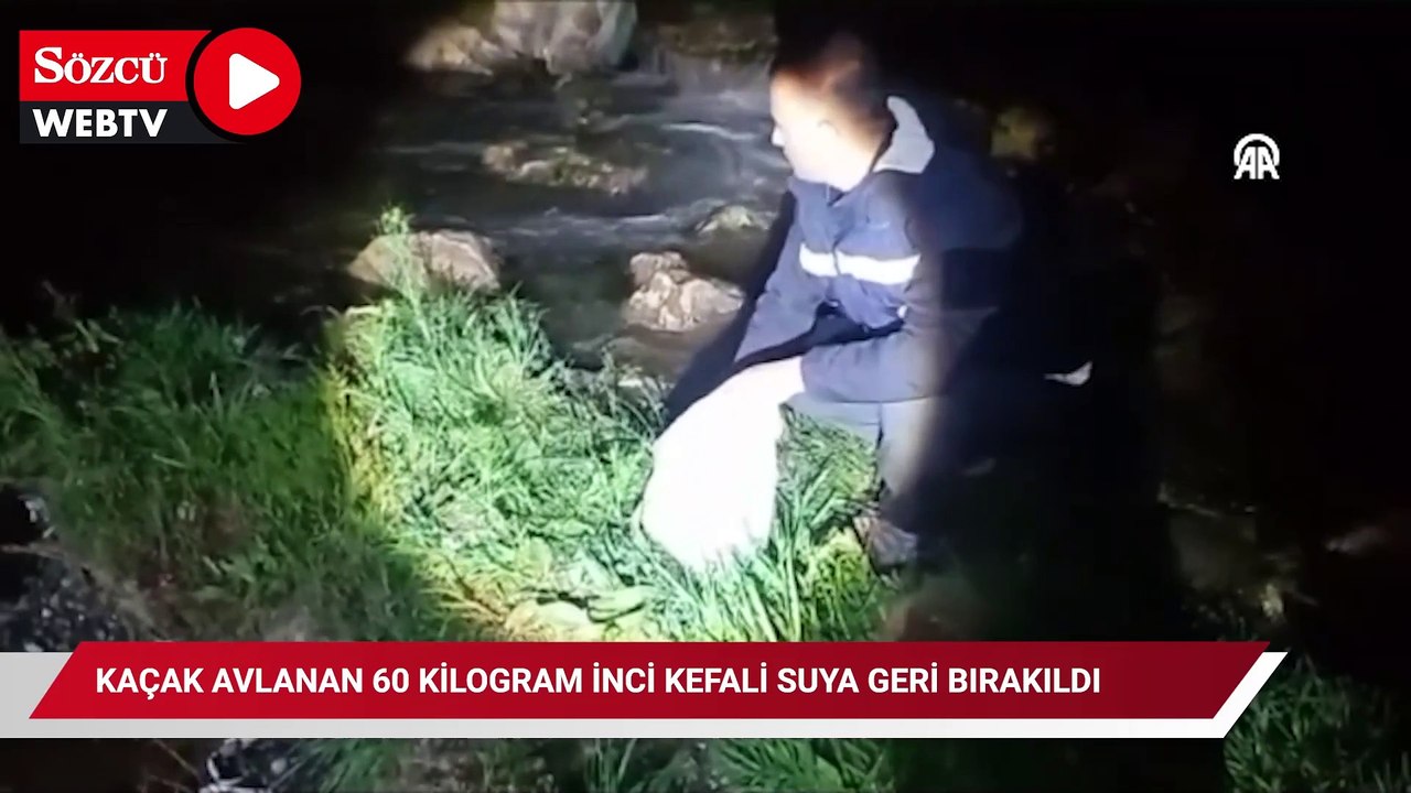 Kaçak avlanan 60 kilogram inci kefali suya geri bırakıldı
