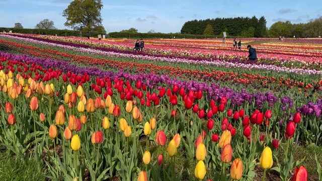 Garden showcases 'breathtaking' display of 500,000 colourful tulips