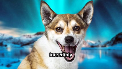 Meet the World's Three Rarest Dog Breeds !