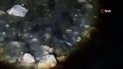 İnci Kefali avcıları yasakta bile rahat durmuyor