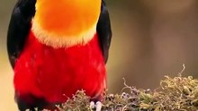 cute_toucan_🦤💞___monkey_🐒_funny_🤣#funnyvideos_#toucan_#monkey_#viral_#video_#funny_#cute_#shorts(720p)