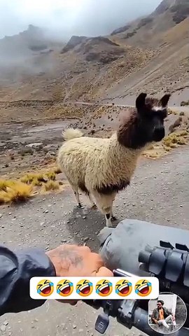 Funny video wait for ending