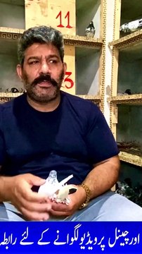 Subscribe Our YouTube Channel For Complete Videos youtube.com/@PakistanPigeonAssociation