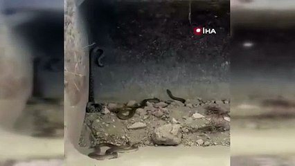 Operatör gözlerine inanamadı! Tam  4 tane