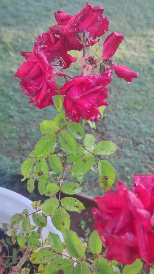 ⁣Soothing Original Birds Sound and Beautiful View From My Garden