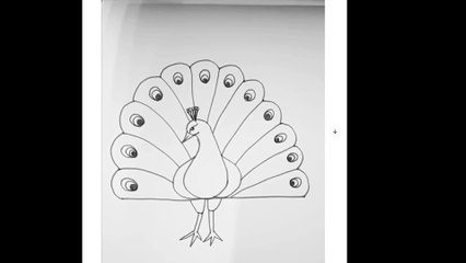 peacock sketching